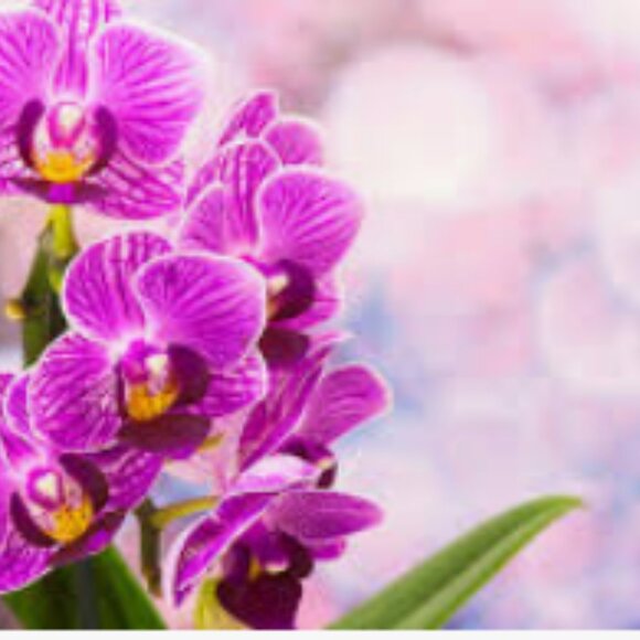 Meet your Posher, Greta. - Picture 1 of 1